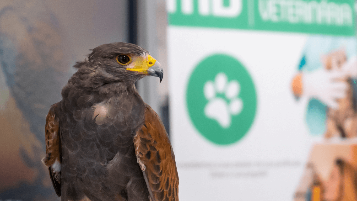 Animais exóticos escola de veterinária